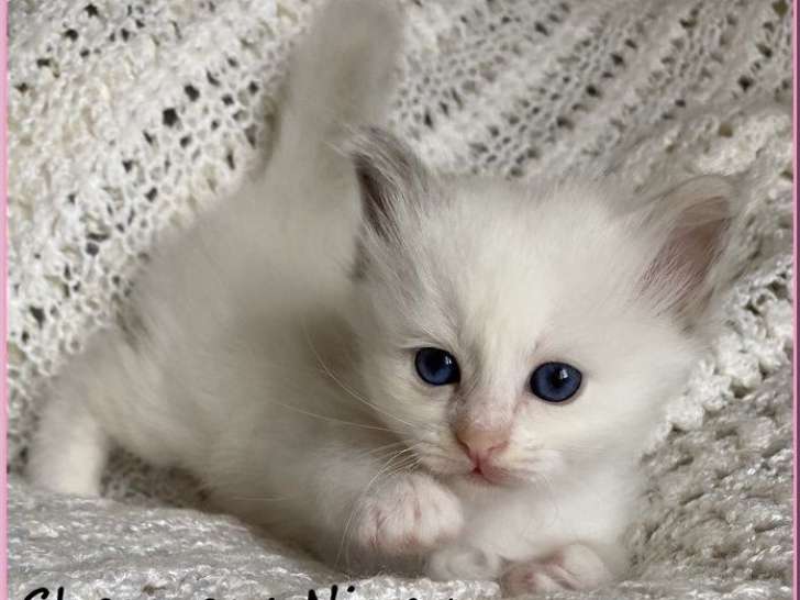 À réserver, 3 chatons Sacrés de Birmanie LOOF nés en août 2025