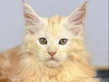 1 chaton Maine Coon LOOF mâle Crème Silver Blotched Tabby à vendre, né juillet 2025