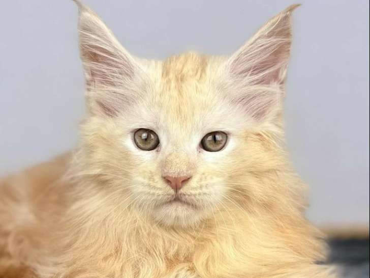 1 chaton Maine Coon LOOF mâle Crème Silver Blotched Tabby à vendre, né juillet 2025