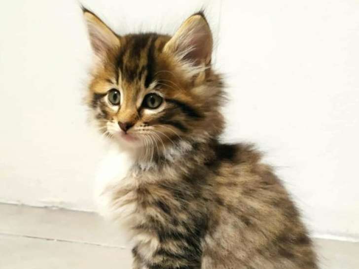 5 chatons Norvégiens LOOF, mâles et femelles, nés en août 2025, à vendre