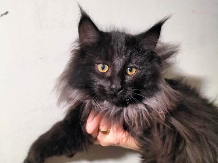 Chatons Norvégiens LOOF, mâles et femelles, nés en août 2025, à vendre