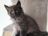 Chatons Norvégiens LOOF