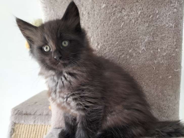 Chatons Norvégiens LOOF