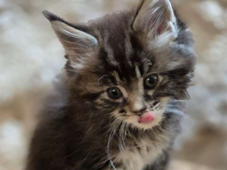 5 chatons Maine Coons LOOF à vendre, nés juin 2025, mâles et femelles