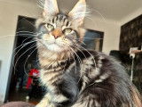 Chatonne Maine Coon LOOF brown blotched tabby à vendre, née mai 2025