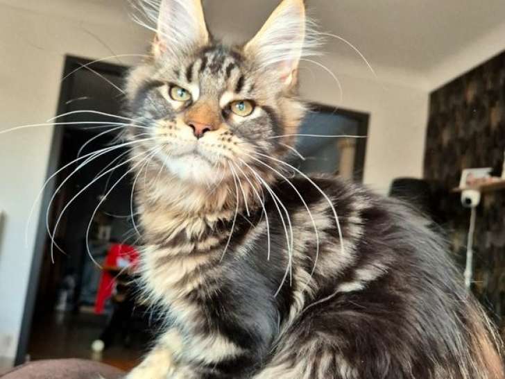 Chatonne Maine Coon LOOF brown blotched tabby à vendre, née mai 2025