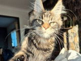 Chatonne Maine Coon LOOF brown blotched tabby à vendre, née mai 2025
