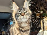 Chatonne Maine Coon LOOF brown blotched tabby à vendre, née mai 2025