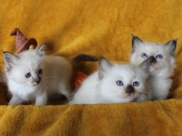 2 chatons mâles Sacrés de Birmanie LOOF à réserver, nés en août 2025