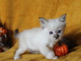 2 chatons mâles Sacrés de Birmanie LOOF à réserver, nés en août 2025