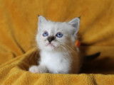 2 chatons mâles Sacrés de Birmanie LOOF à réserver, nés en août 2025
