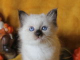 2 chatons mâles Sacrés de Birmanie LOOF à réserver, nés en août 2025