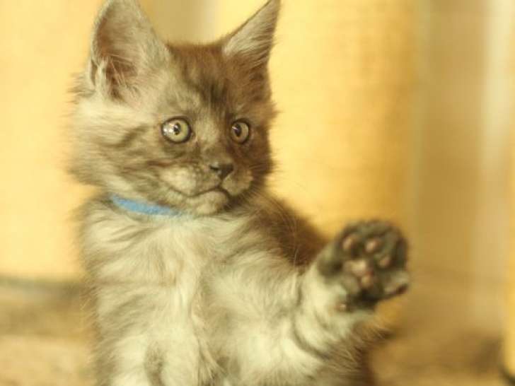 1 chaton Maine Coon LOOF mâle à réserver, né juillet 2025