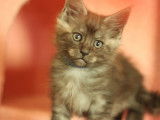 1 chaton Maine Coon LOOF mâle à réserver, né juillet 2025
