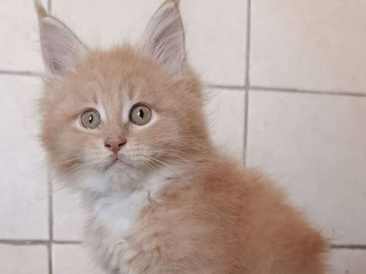 À réserver, 1 chaton mâle Maine Coon Creme and White né en juillet 2025