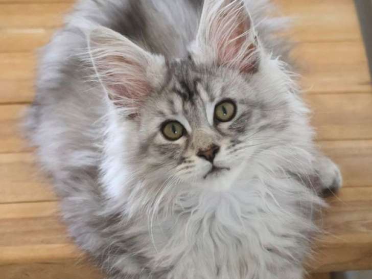 2 chatons femelles Maine Coons LOOF à vendre