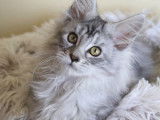 2 chatons femelles Maine Coons LOOF à vendre