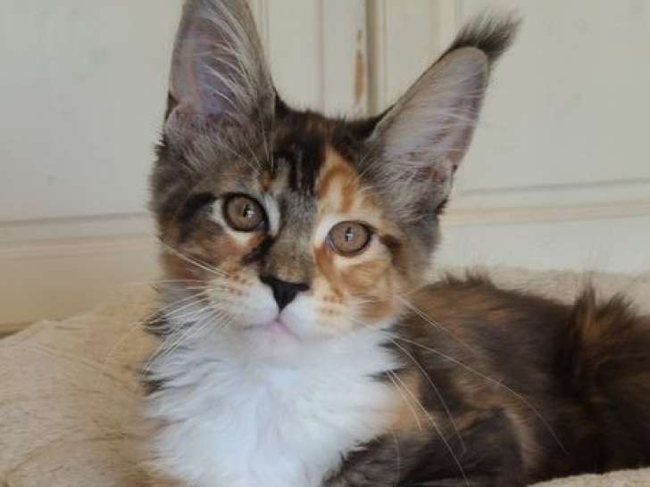 1 chaton Maine Coon femelle à vendre, Black Tortie et Blanc née le 09 mai 2025