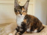 1 chaton Maine Coon femelle à vendre, Black Tortie et Blanc née le 09 mai 2025