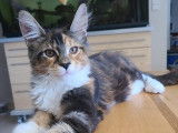 1 chaton Maine Coon femelle à vendre, Black Tortie et Blanc née le 09 mai 2025