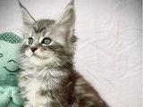 5 superbes chatons Maine Coons LOOF à réserver, nés en 2025