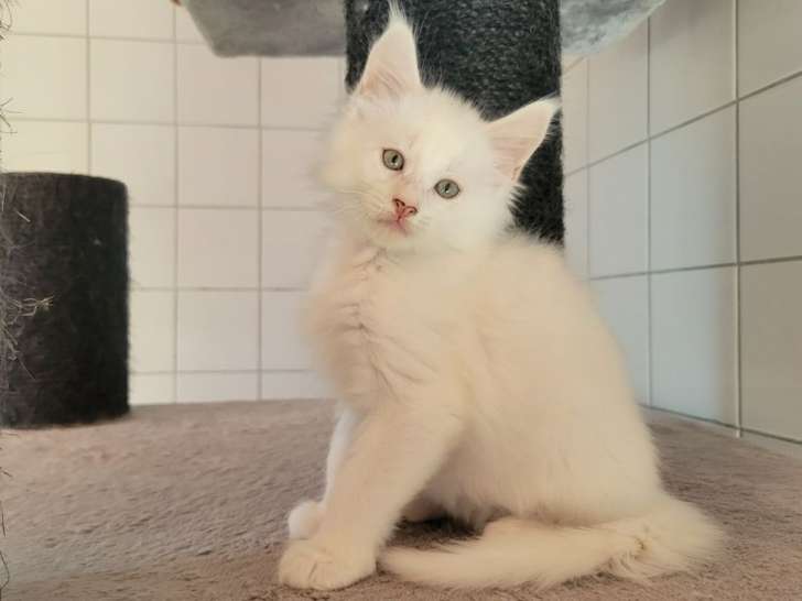 Chatons Maine Coons LOOF à réserver, 5 bébés nés le 23 juillet 2025