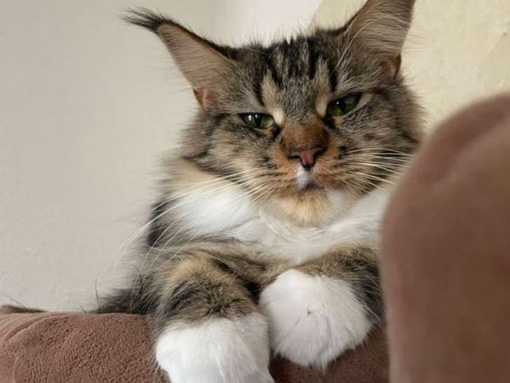 1 chatte Maine Coon LOOF à vendre, Brown Blotched Tabby et Blanc née le 01 mars 2023