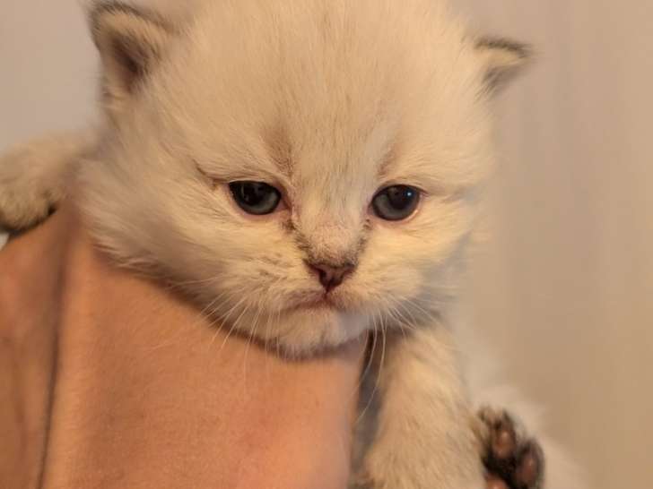 Chatons British Longhair à vendre