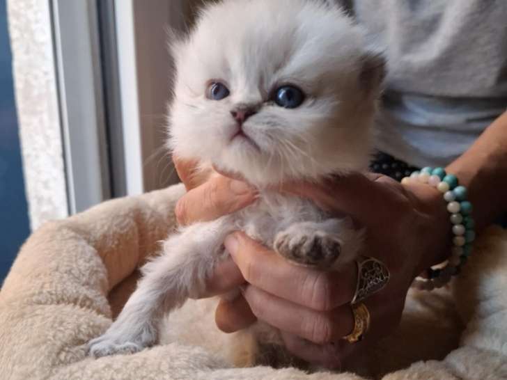 Chatons British Longhair à vendre