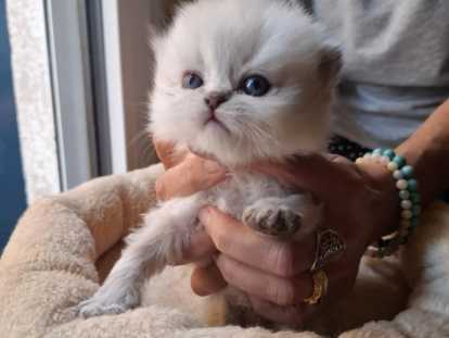 Chatons British Longhair à vendre