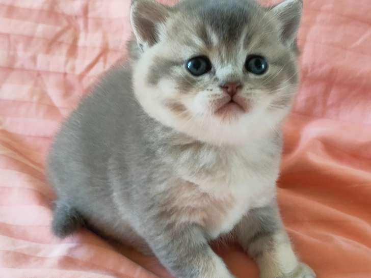 Adorables chatons Scottish Straight et Scottish Fold à réserver