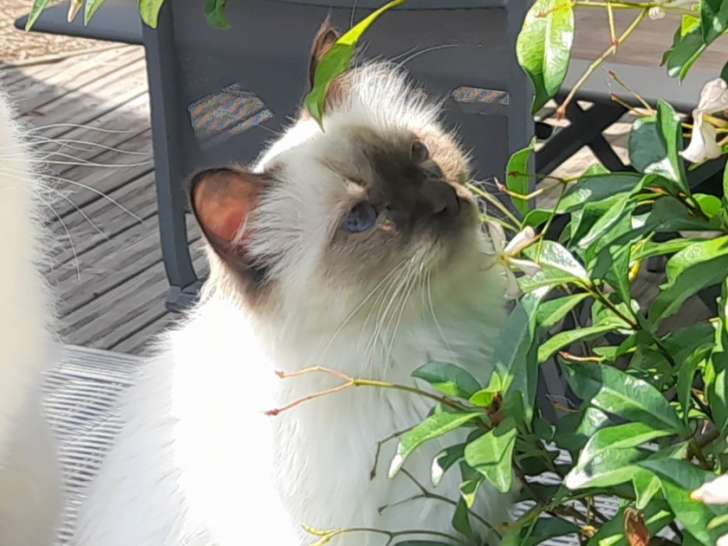 Jeune femelle Sacré de Birmanie LOOF à vendre