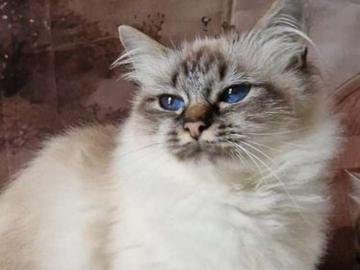 3 chatons Sacrés de Birmanie LOOF à réserver