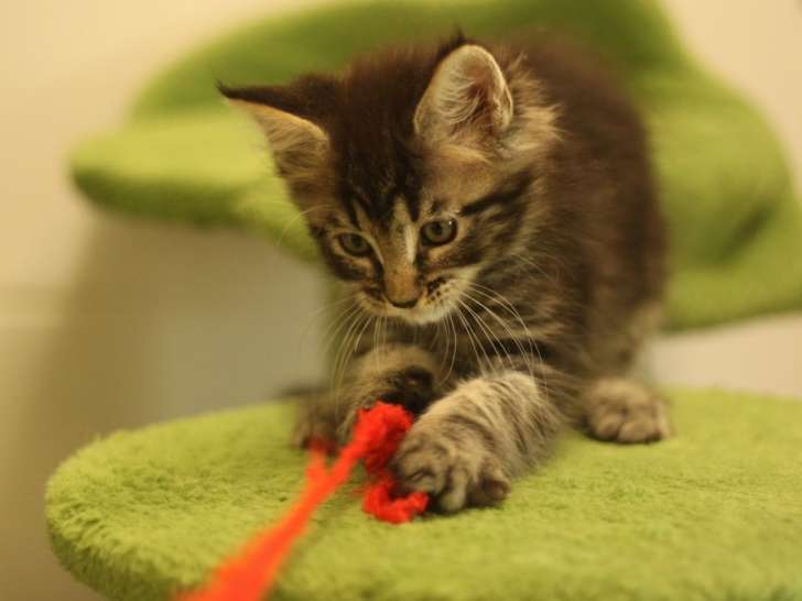 1 chaton femelle Maine Coon né le 17 juillet 2025 LOOF à vendre