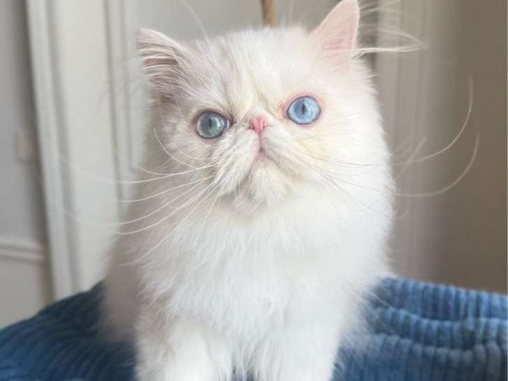 3 chatons mâles Persans blancs nés le 14 mars 2025 LOOF à vendre