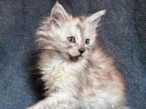Un chaton femelle Maine Coon LOOF né le 4 août 2025 à réserver, black smoke tortie