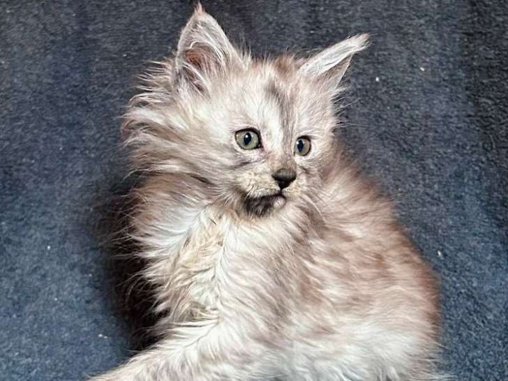 Un chaton femelle Maine Coon LOOF né le 4 août 2025 à réserver, black smoke tortie