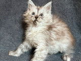 Un chaton femelle Maine Coon LOOF né le 4 août 2025 à réserver, black smoke tortie