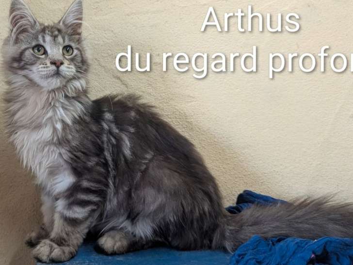 4 chatons mâles Maine Coons LOOF nés le 23 mars 2025 à vendre