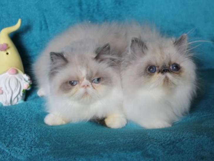 2 chatons femelles Persans LOOF nés le 28 avril 2025 à vendre