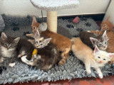 Vente de 6 chatons Maine Coons Polydactyles LOOF