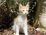 Vente de 6 chatons Maine Coons Polydactyles LOOF