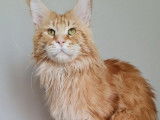 Saillie avec 1 mâle Maine Coon LOOF adulte, Red Blotched Tabby