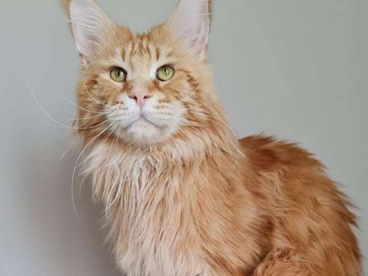 Saillie avec 1 mâle Maine Coon LOOF adulte, Red Blotched Tabby