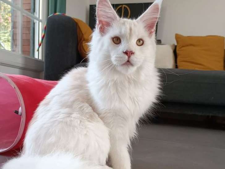 Saillie Maine Coon LOOF adulte, Red Silver Shaded & Blanc