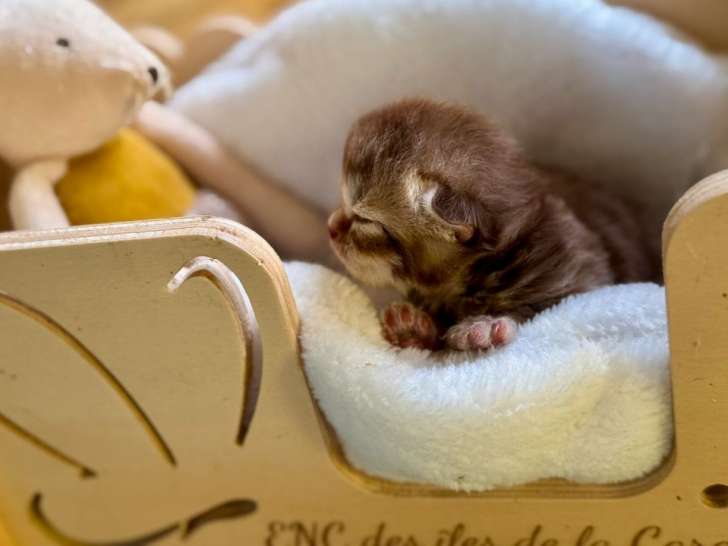 À réserver, Un chaton femelle British Shorthair LOOF Fawn Smoke, disponible début décembre 2025