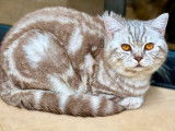 À réserver, Un chaton femelle British Shorthair LOOF Fawn Smoke, disponible début décembre 2025