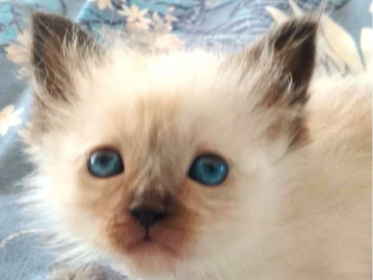 Chatons Sacré de Birmanie LOOF à vendre