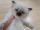 Chatons Sacré de Birmanie LOOF à vendre