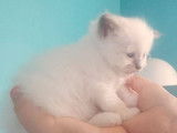 Chatons Sacré de Birmanie LOOF à vendre